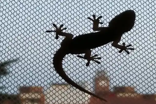 ابادة الحشرات والقوارض 5 طرق غير تقليدية لطرد جميع الحشرات